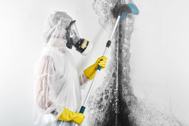 Best Mold Prevention Services  in New Deal, TX